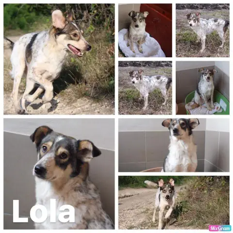 Lola
