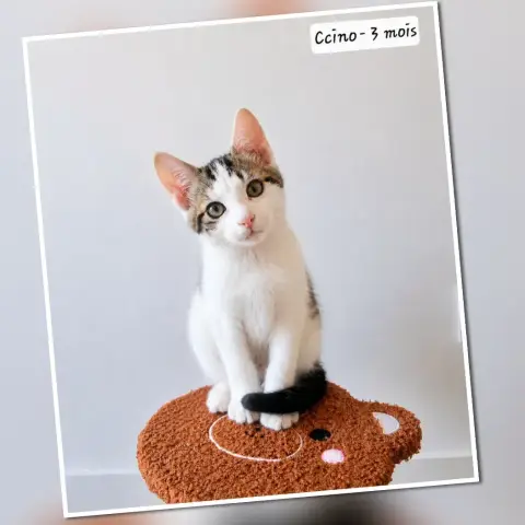 Ccino