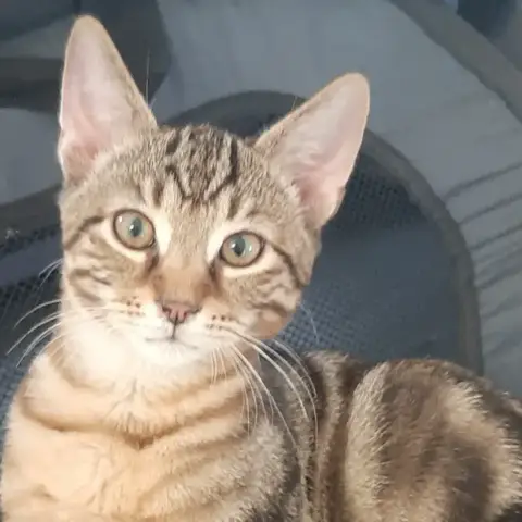 Vito