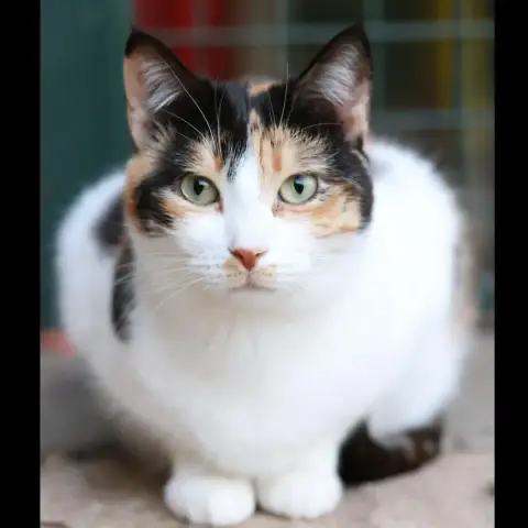 Kali