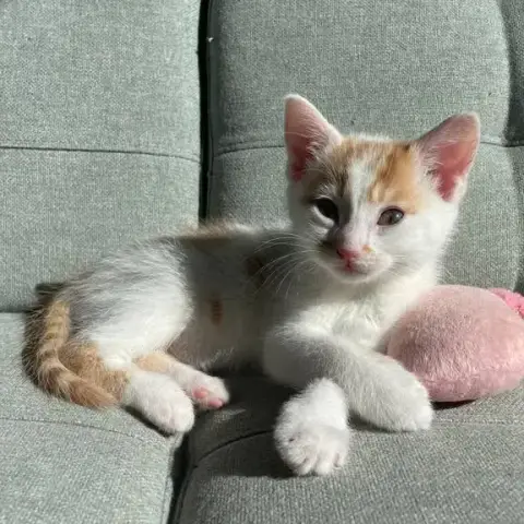Balthazar