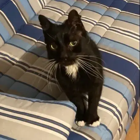 Merlin
