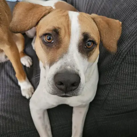 Elliot