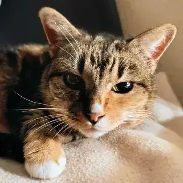 Pixelle