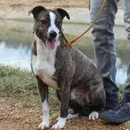 Pitko