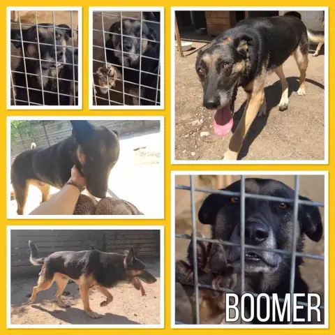 Boomer