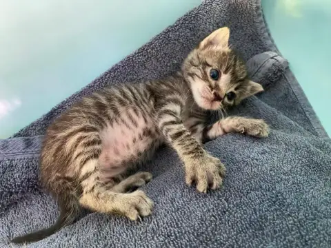 Praline