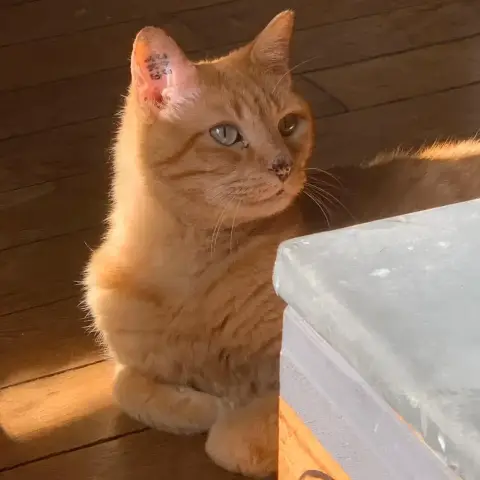Simba photo 2