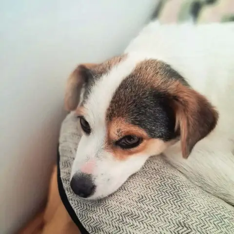 Lulu photo 2
