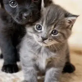 Minou