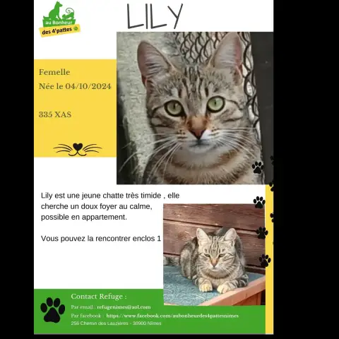 Lily