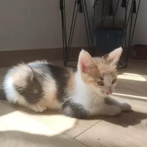 Vénus