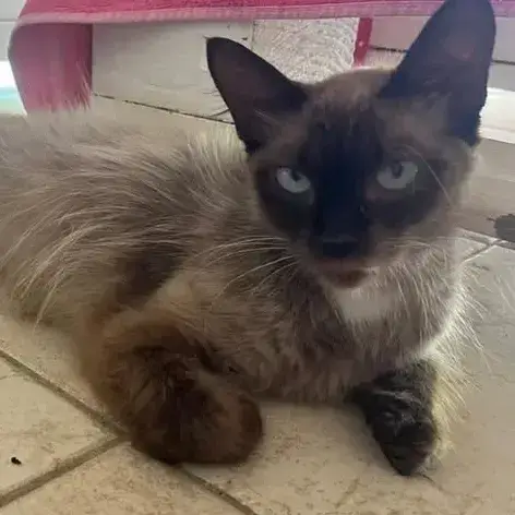 ✨️ Maha ✨️ 🐱