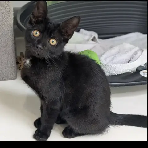 Benji