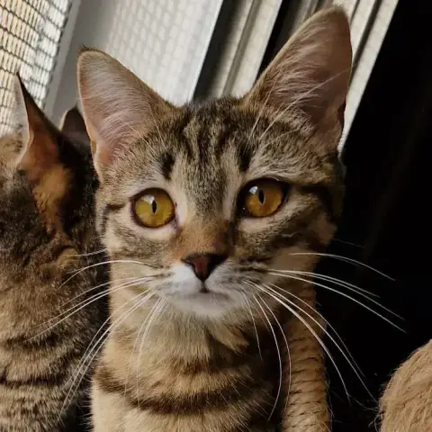 Lilie