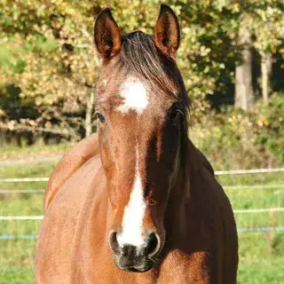 Harrisburg Vet