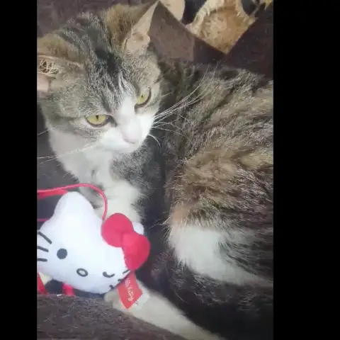 Kitty photo 2
