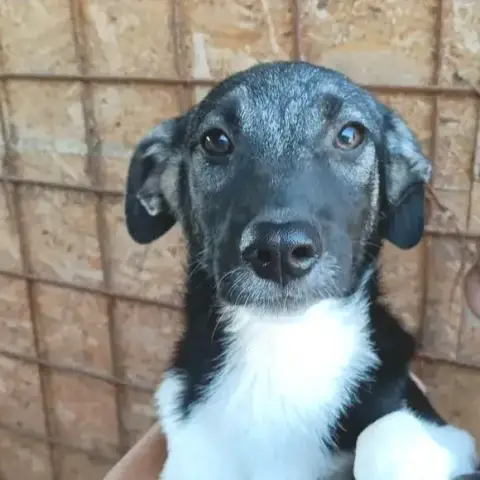 Denzel