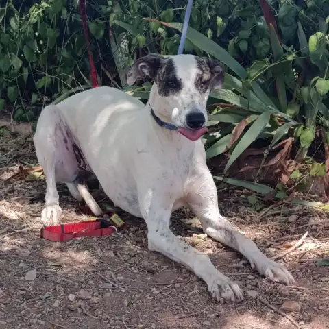 Chelo