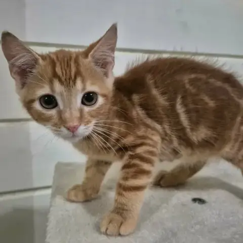 Bokit