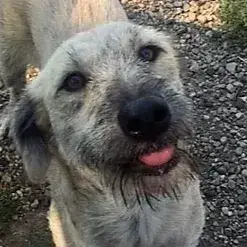 Scona