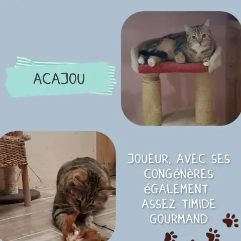 Acajou photo 2