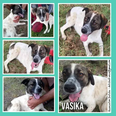 Vasika