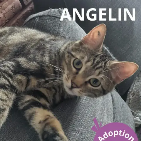 Angelin