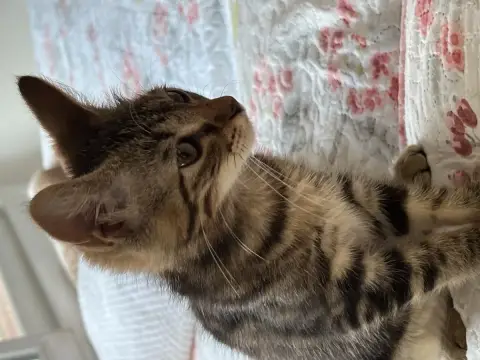Xena