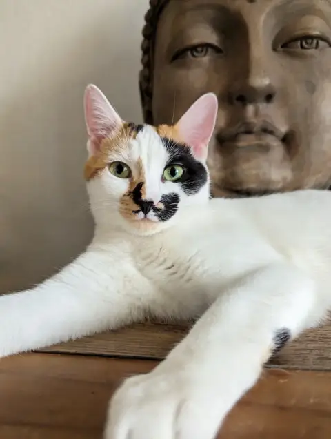 Adèle