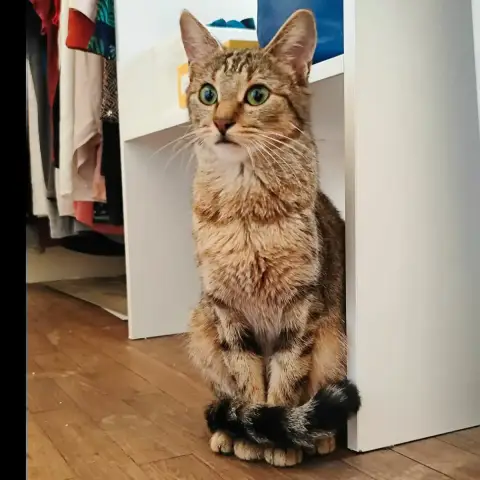 Baya