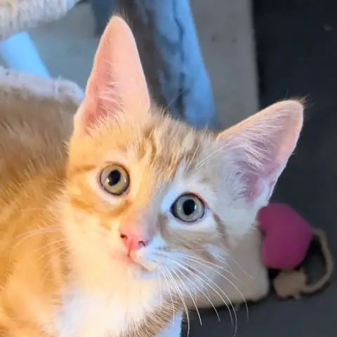 Bart