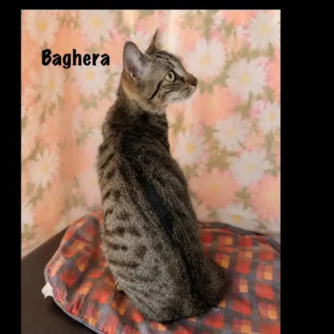 Bahghera photo 3