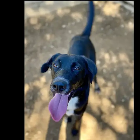 Loki