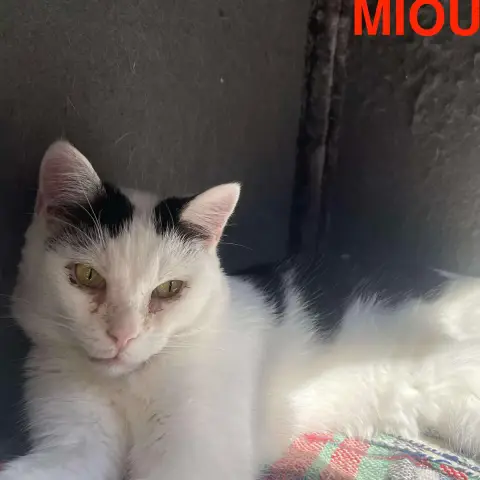 Miou