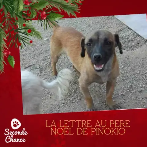 La Lettre Au Père Noël De Pinokio