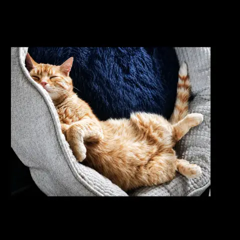Miaouss photo 2
