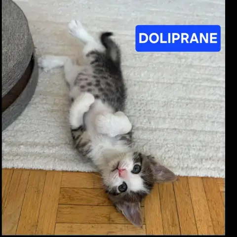 Doliprane Et Ibuprofene photo 2