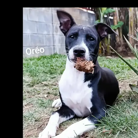 Oreo