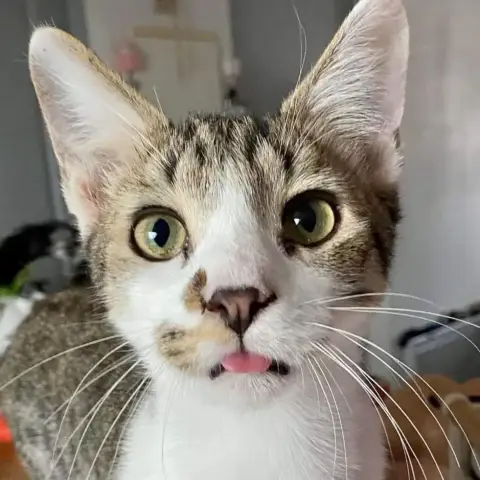 Yuki