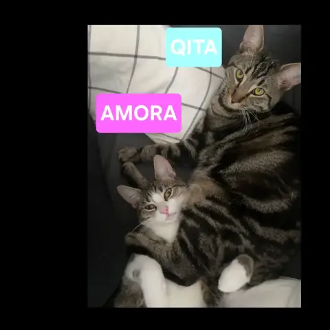 Qita Et Amora