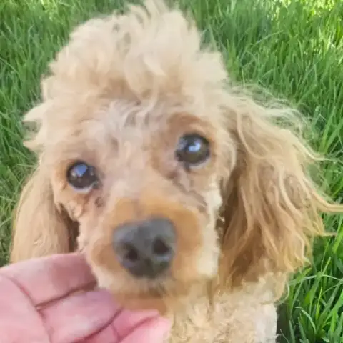 Bella