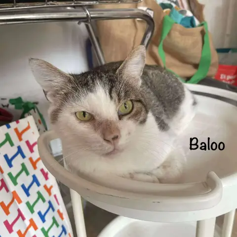 Baloo photo 3