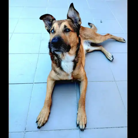 Saïko