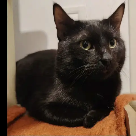 Zorro