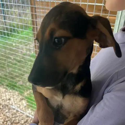 Tina