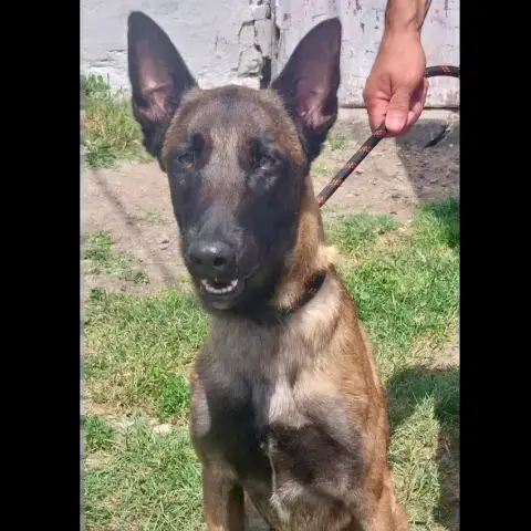 Boy