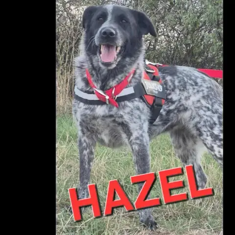 Hazel photo 3
