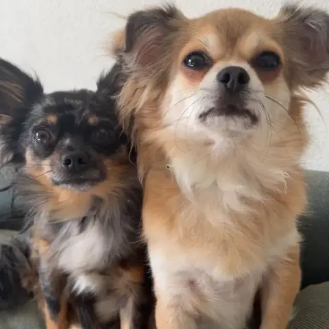 Merlin Et Muffin À Adopter Ensemble