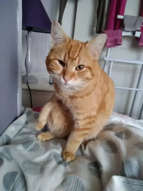 Simba Et Picasso